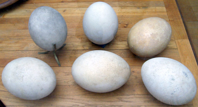 Aepyornis eggs, Muséum national d'Histoire naturelle, Paris By FunkMonk - Own work, CC BY-SA 3.0, https://commons.wikimedia.org/w/index.php?curid=4605502