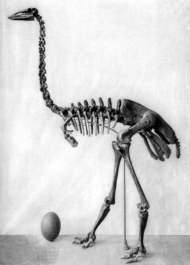 Aepyornis skeleton. Quaternary of Madagascar by Monnier, 1913. Source:Wikipedia/Public Domain