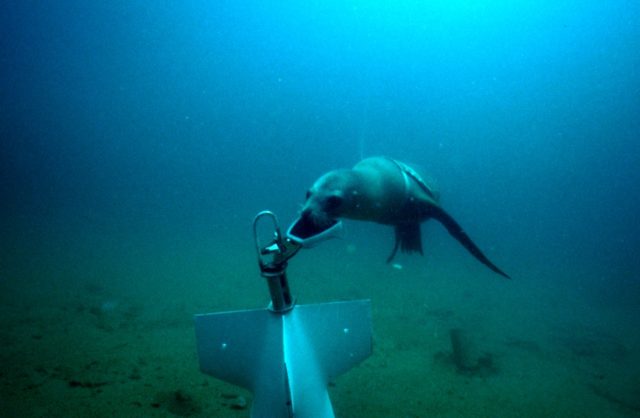 An NMMP sea lion attaches a recovery line to a piece of test equipment during training. Source:Wikipedia/Public Domain