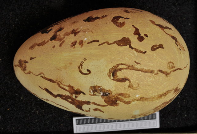 Cast of an egg, Museum Wiesbaden By Klaus Rassinger und Gerhard Cammerer, Museum Wiesbaden - Own work, CC BY-SA 3.0, https://commons.wikimedia.org/w/index.php?curid=37685461