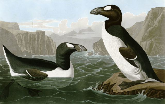 Great auks by John James Audubon, from The Birds of America (1827–1838)
