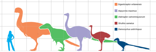 Size of Aepyornis maximus (centre, in purple) compared to a human, an ostrich (second from right, in maroon), and some non-avian theropod dinosaurs. Grid spacings are 1.0 m. By Matt Martyniuk - Own work, GFDL, https://commons.wikimedia.org/w/index.php?curid=3391401
