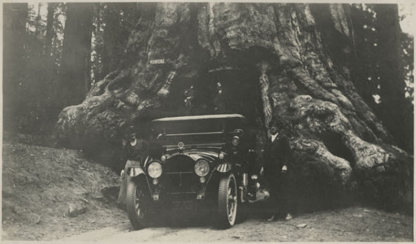 The Wawona Tree, 1921