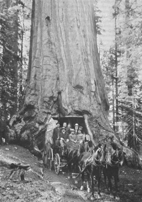  President William Howard Taft (hat off in carriage) visited the Wawona Tunnel Tree, 1909
