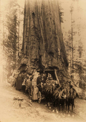 Theodore Roosevelt and John Muir at Yosemite’s Wawona Tunnel Tree, 1903