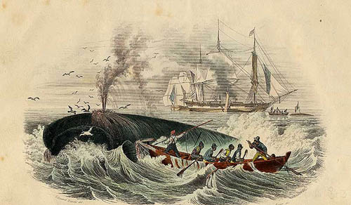 Nineteenth-century whalers pursued sperm whales for their oil. But sometimes, the whales fought back. Photo Credit