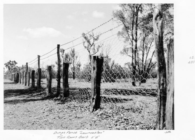 A portion of the Dingo Fence in 1952 in Queensland. Photo Credit