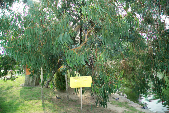 Eucalypt at the site of Hiroshima Castle, 740 m from hypocenter. The tree survived the atomic bombing, while the castle was destroyed. Photo Credit