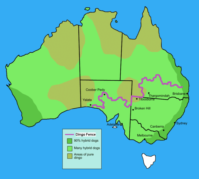 Route of the Dingo Fence (purple). Photo Credit