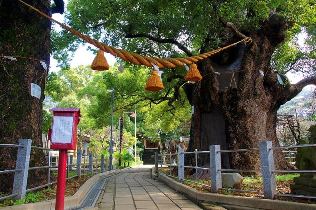 The trees are located all over on the grounds of public buildings, temples, and shrines, and are under the care of the Hiroshima government. Photo Credit