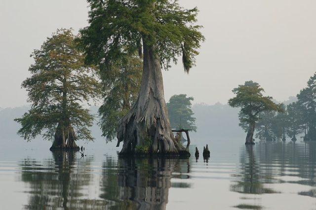 Bald cypress in Lake Drummond, Great Dismal Swamp National Wildlife Refuge, Virginia