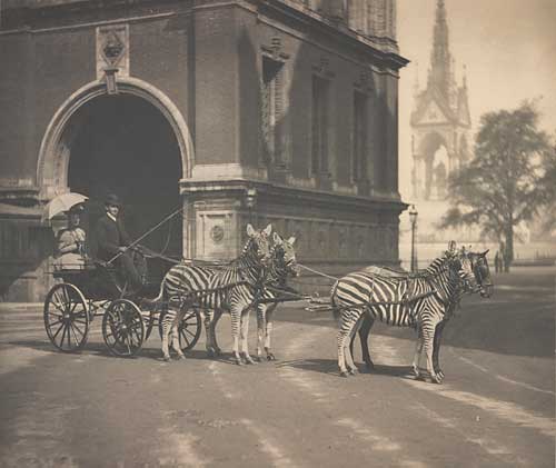 Rothschild broke in and trained several zebras to pull a trap, which he memorably used to visit Buckingham Palace in 1898
