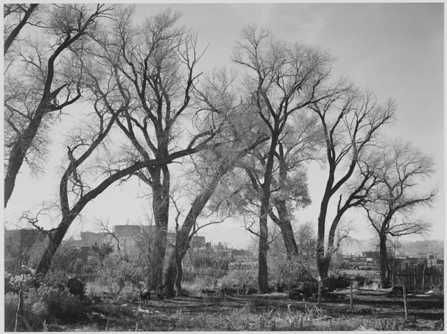Landscape with pueblo through native cottonwood trees (Populus deltoides) (Ansel Adams—1941)