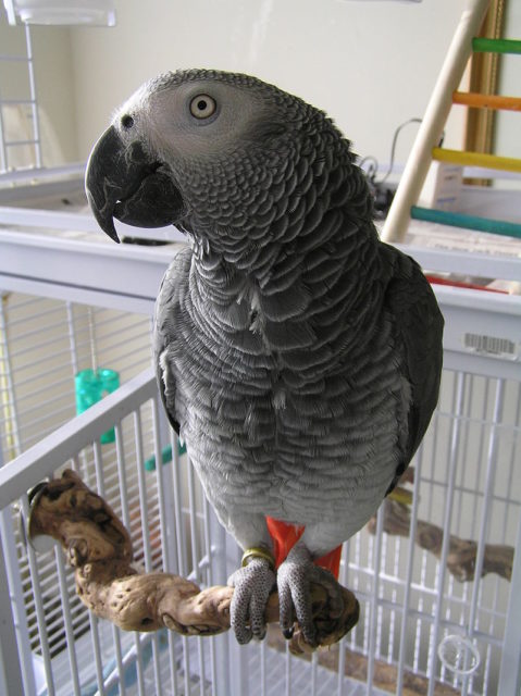 African grey parrot from Congo