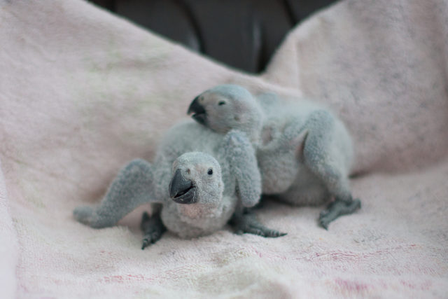 African grey parrots, three weeks old