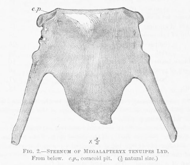 Sternum of upland Moa.