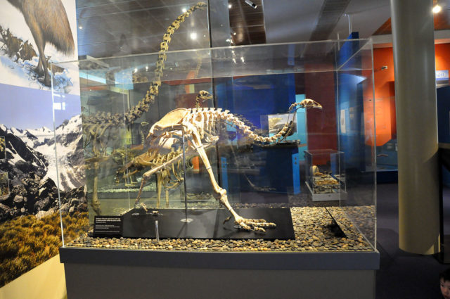 The skeleton of female upland moa with egg in unlaid position within the pelvic cavity in Otago Museum. Photo Credit