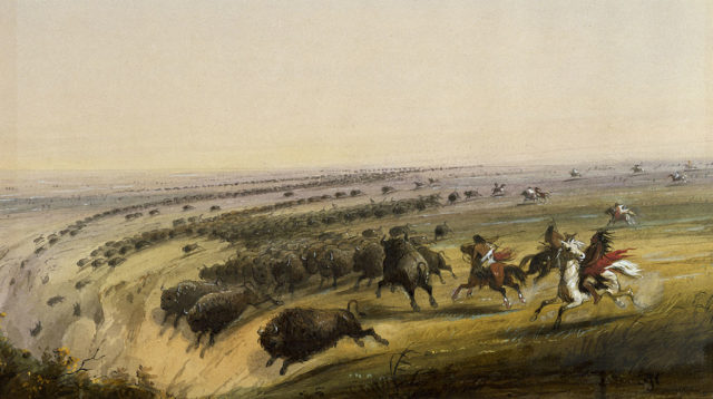 Buffalo being chased off a cliff as seen and painted by Alfred Jacob Miller in the late 19th century.
