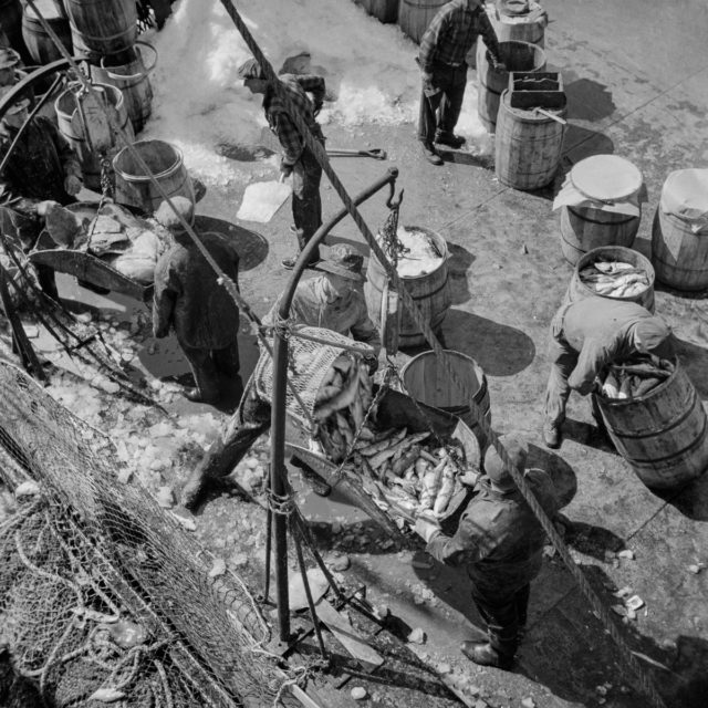  Fulton fish market dock stevedores unloading and weighing fish in the early morning Photo Credit