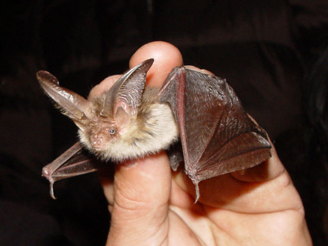 Long-eared Bat. Photo credit