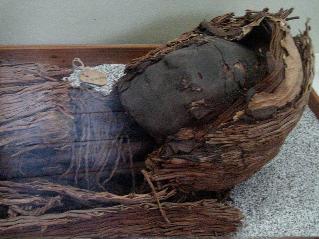 Head of a Chinchorro mummy. Photo Credit