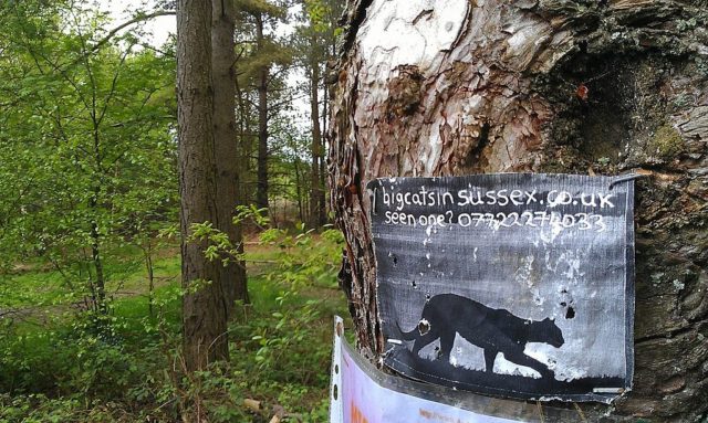A sign requesting information on big cats.