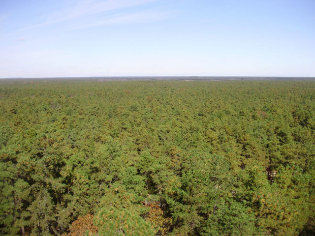 View north from a fire tower on Apple Pie Hill in Wharton State Forest, the highest point in the New Jersey Pine Barrens. Photo Credit