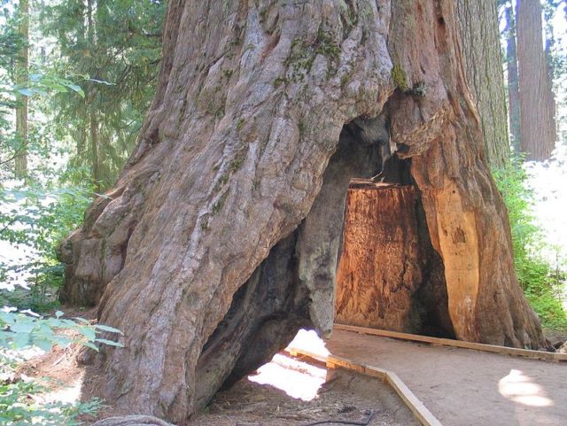 Photo of the tree from 2006. Tree had a tunnel through center of trunk. There was a marked path for people to walk through it.