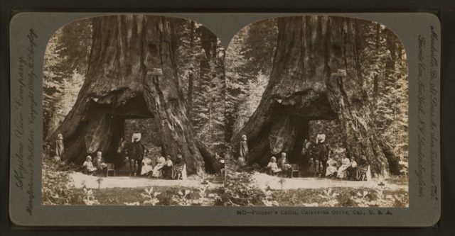 A stereoscope image of the Pioneer’s Cabin with people and horse passing through (c. 1867–1899).