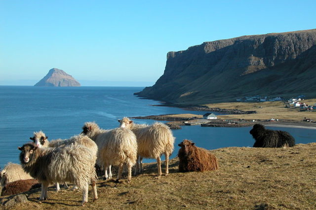 Faroese sheep Photo Credit