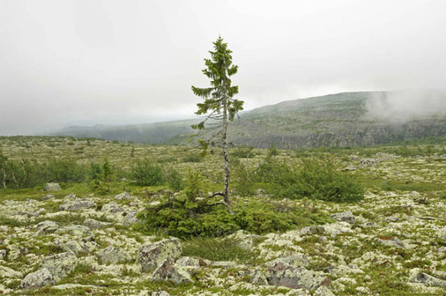 Leif Kullman discovered the tree and named it “Old Tjikko.”