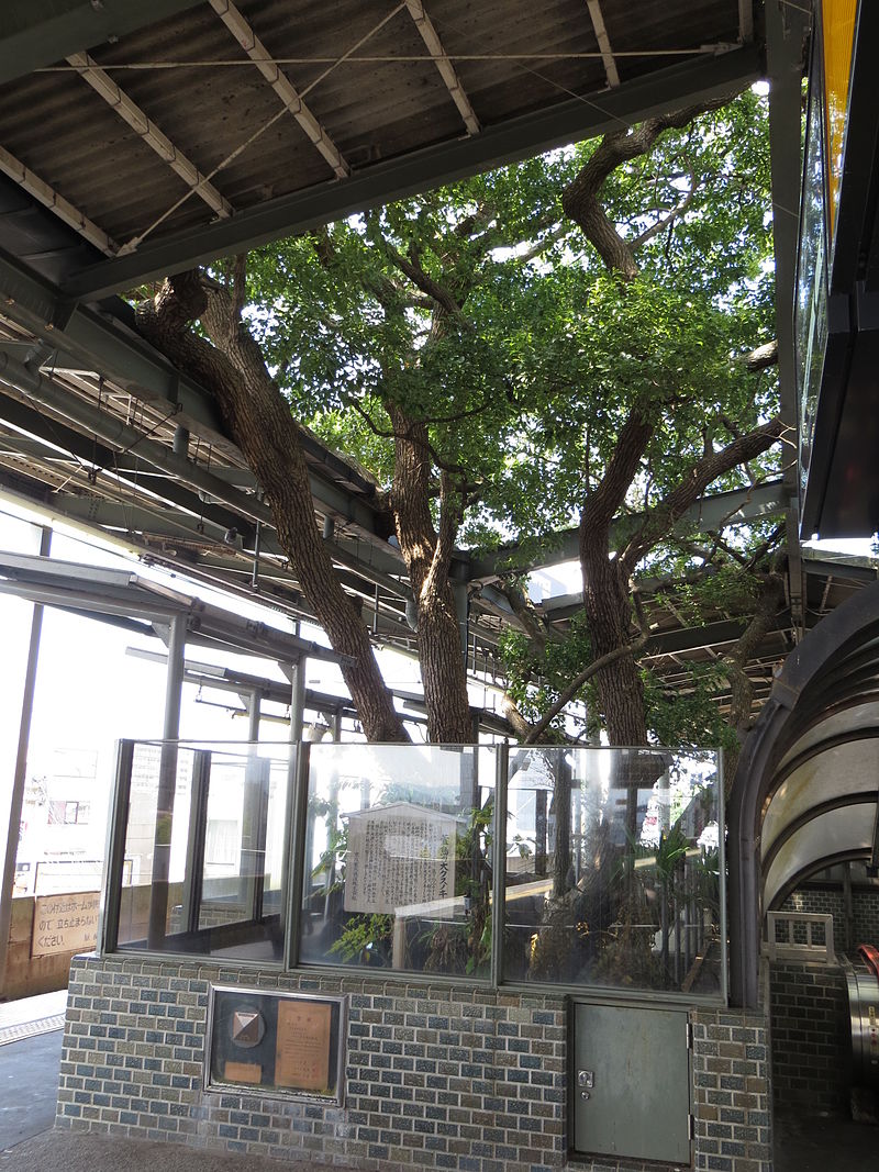 Camphor tree from Kayashima Station