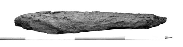 Carved Oak timber found in peat deposits during an archaeological watching brief at Maerdy, Rhondda in Vale of Glamorgan. Photo Credit Richard Scott Jones
