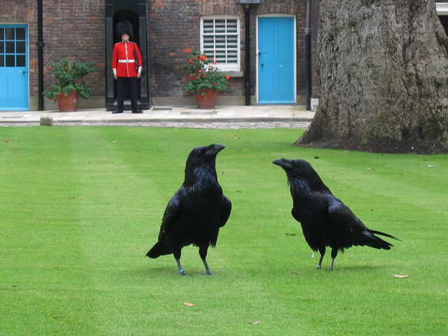 The Ravens of the Tower of London in London