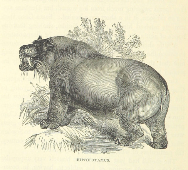 Image taken from page 134 of ‘Great African Travellers from Mungo Park to Livingstone and Stanley, etc’. Photo credit