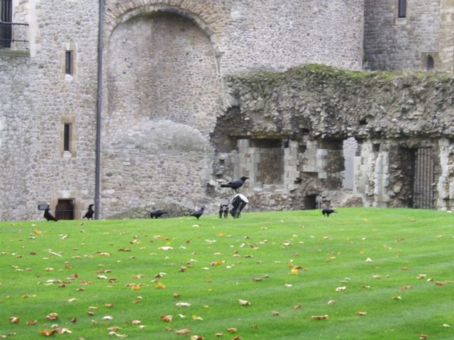 The six current ravens at the Tower