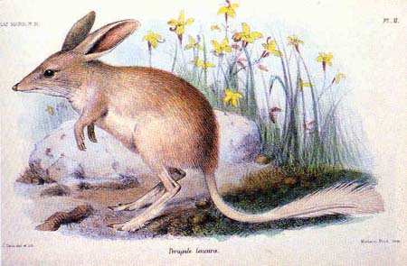 Illustration of the lesser bilby which has already been extinct for several decades
