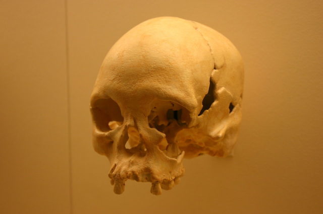 Luzia’s skull. Photo Credit