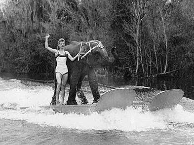 Queenie water skiing with Liz Dane, c. 1958.