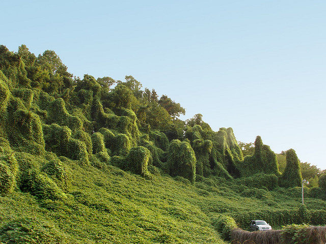 Kudzu plant spread over the whole valley. You can see the trees smothered by the plant Photo Credit