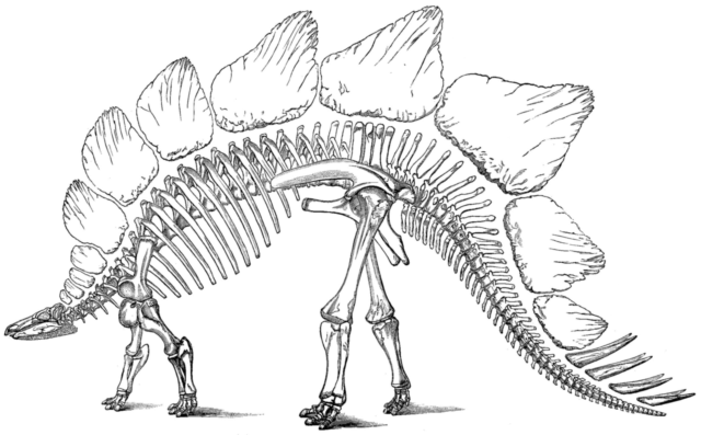 Marsh’s 1896 illustration of the bones of a Stegosaurus