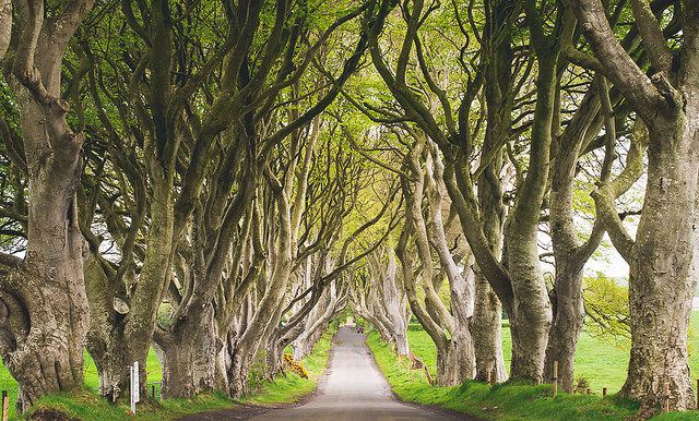 The drive nowadays is no longer part of the Gracehill House estate but is known as the world famous “Dark Hedges” By Lindy Buckley – CC BY 2.0