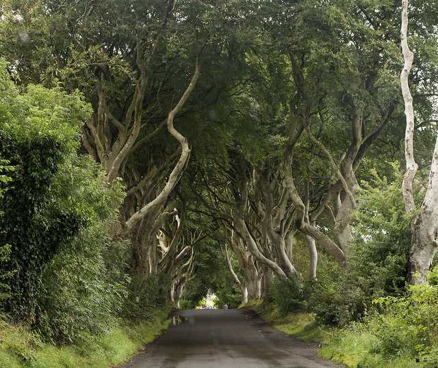 The HBO’s series popularized the Dark Hedges, making it one of the most visited places in the UK and Northern Ireland. By Lydia Mann – CC BY-ND 2.0