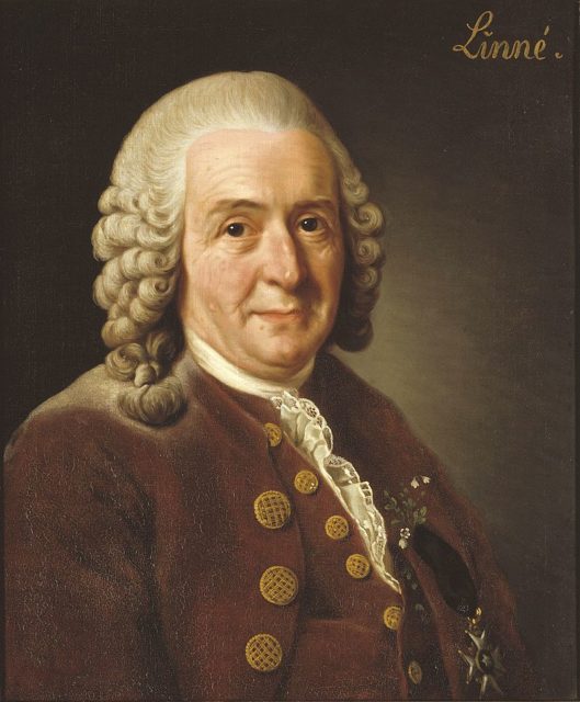 A portrait of Carl von Linné, by Alexander Roslin, 1775.