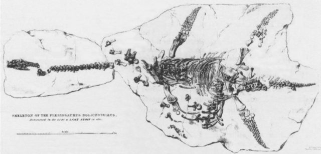 Lithograph of Plesiosaurus dolichodeirus skeleton found by Mary Anning in 1823, published in 1824 transactions of the Geological Society of London