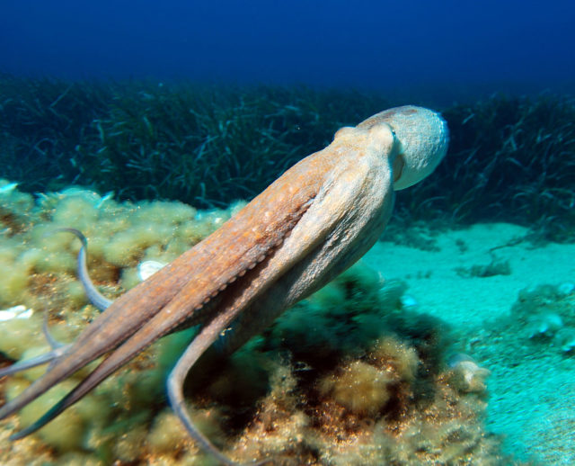Octopuses swim with their arms trailing behind. Author: albert kok – ma photo – CC BY-SA 3.0
