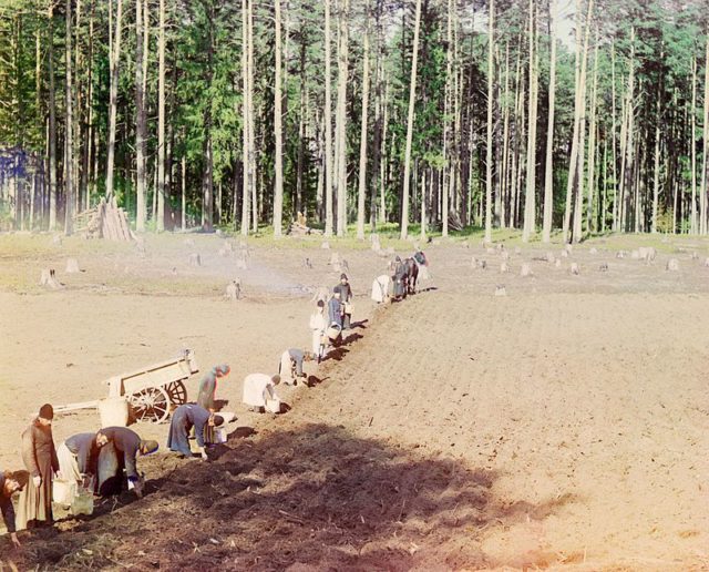 Russian Orthodox monks planting potatoes, 1910.