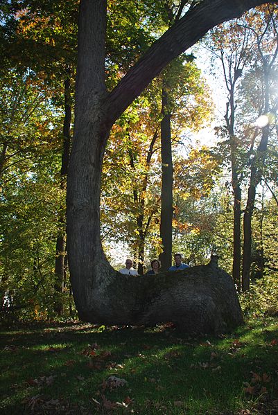 Trail Marker Tree in White County, IN known as ‘Grandfather’ Photo Credit