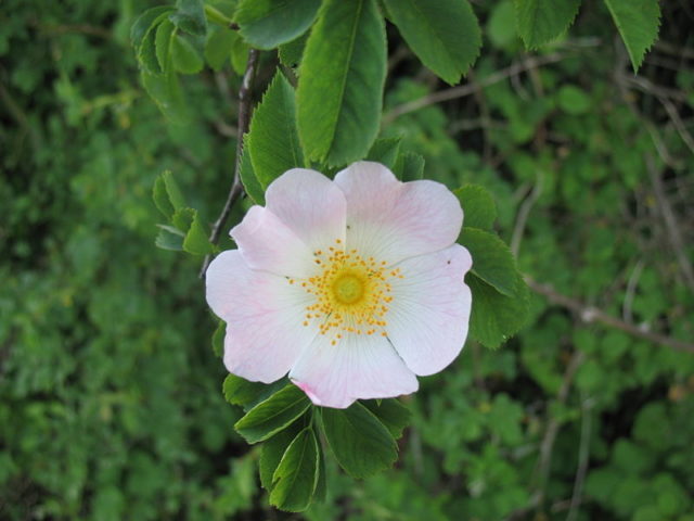 Flower of the ”Rosa canina”. Photo Credit