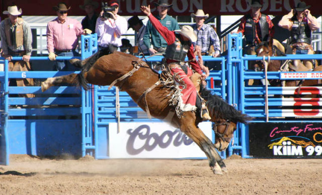 A bronc rider wearing bat-wing style rodeo chaps.